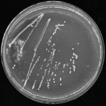 A strain of Paenibacillus polymyxa and its application