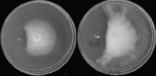 A strain of Paenibacillus polymyxa and its application