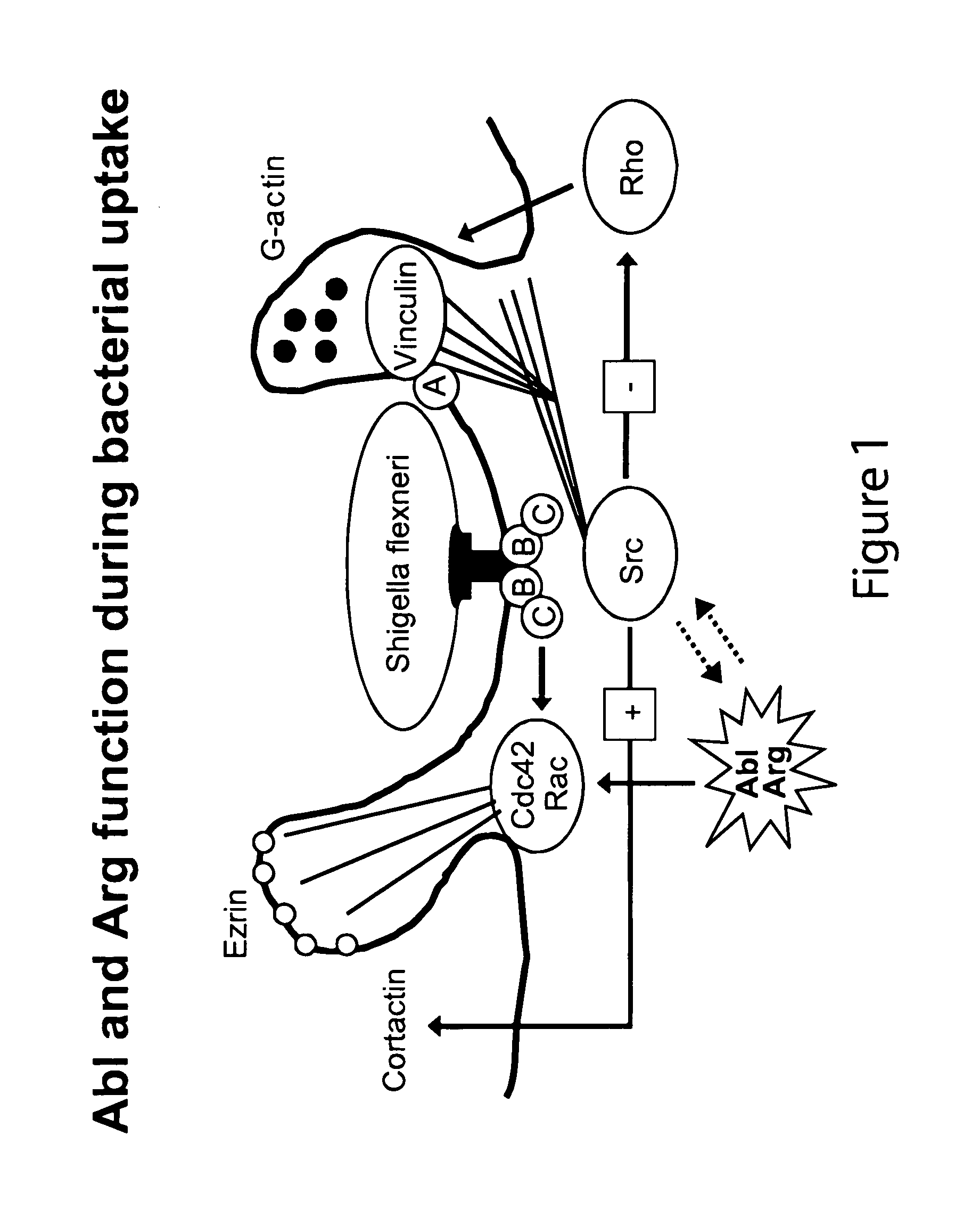 Method of treating infection with ABl tyrosine kinase inhibitors