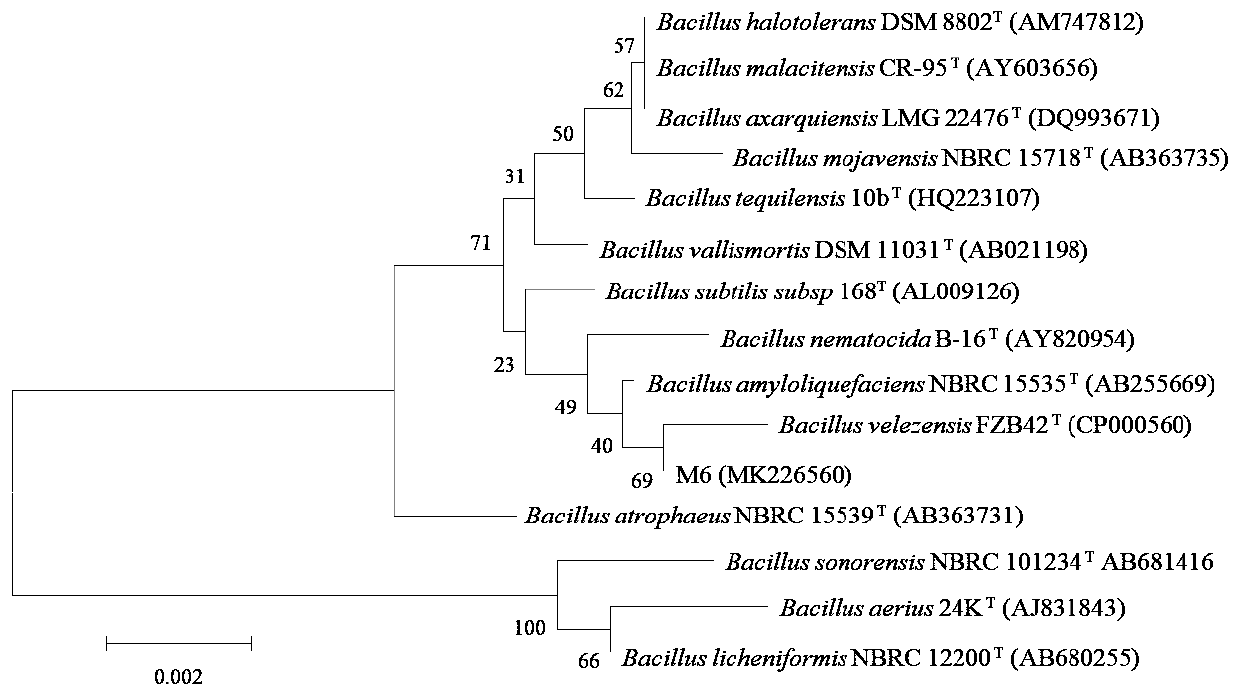 Bacillus velezensis and application thereof in wheat sheath blight control and growth promotion