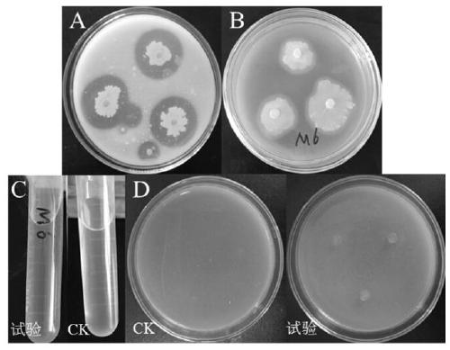 Bacillus velezensis and application thereof in wheat sheath blight control and growth promotion