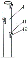 Multi-layered grafted tree and grafting method