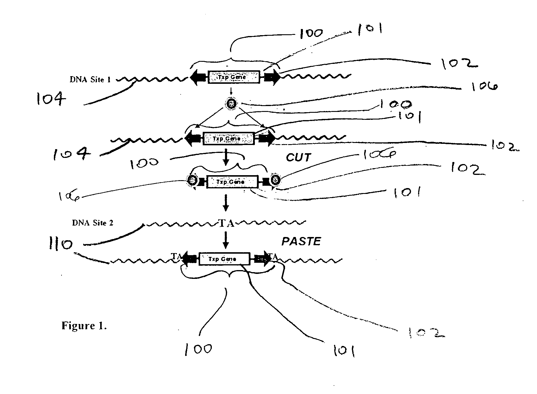 Integration-site directed vector systems