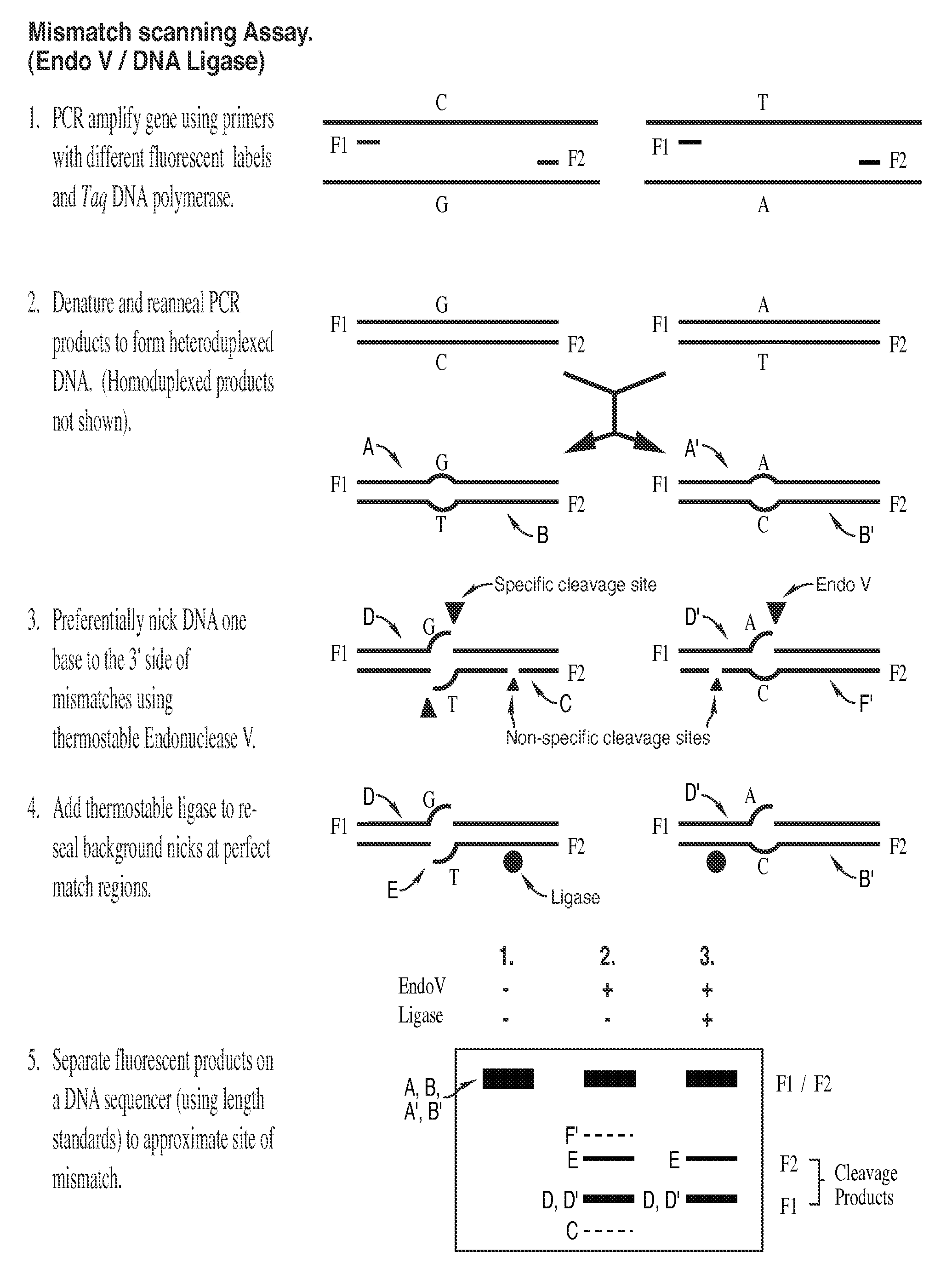 Detection of nucleic acid differences using combined endonuclease cleavage and ligation reactions