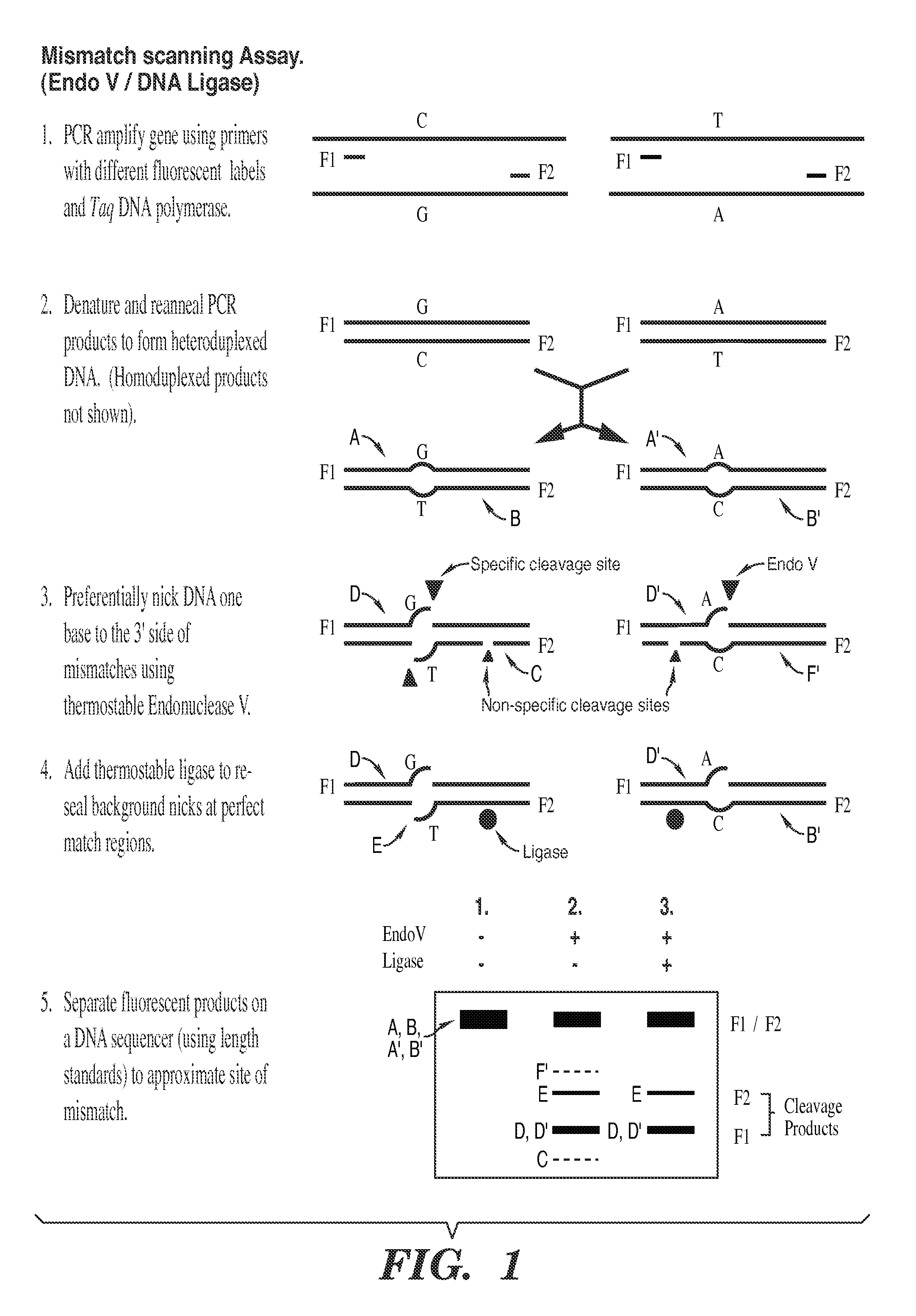 Detection of nucleic acid differences using combined endonuclease cleavage and ligation reactions