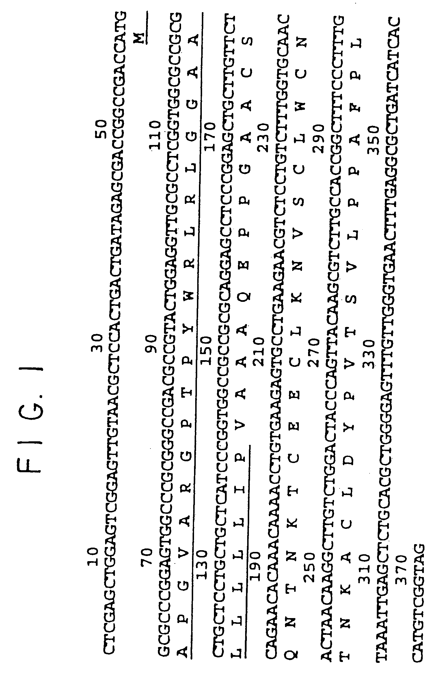 Chemotactic cytokine III