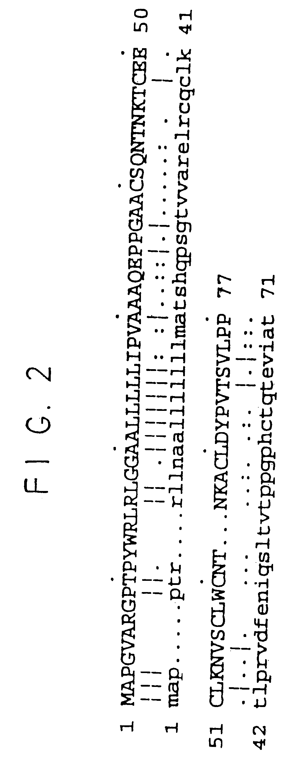 Chemotactic cytokine III