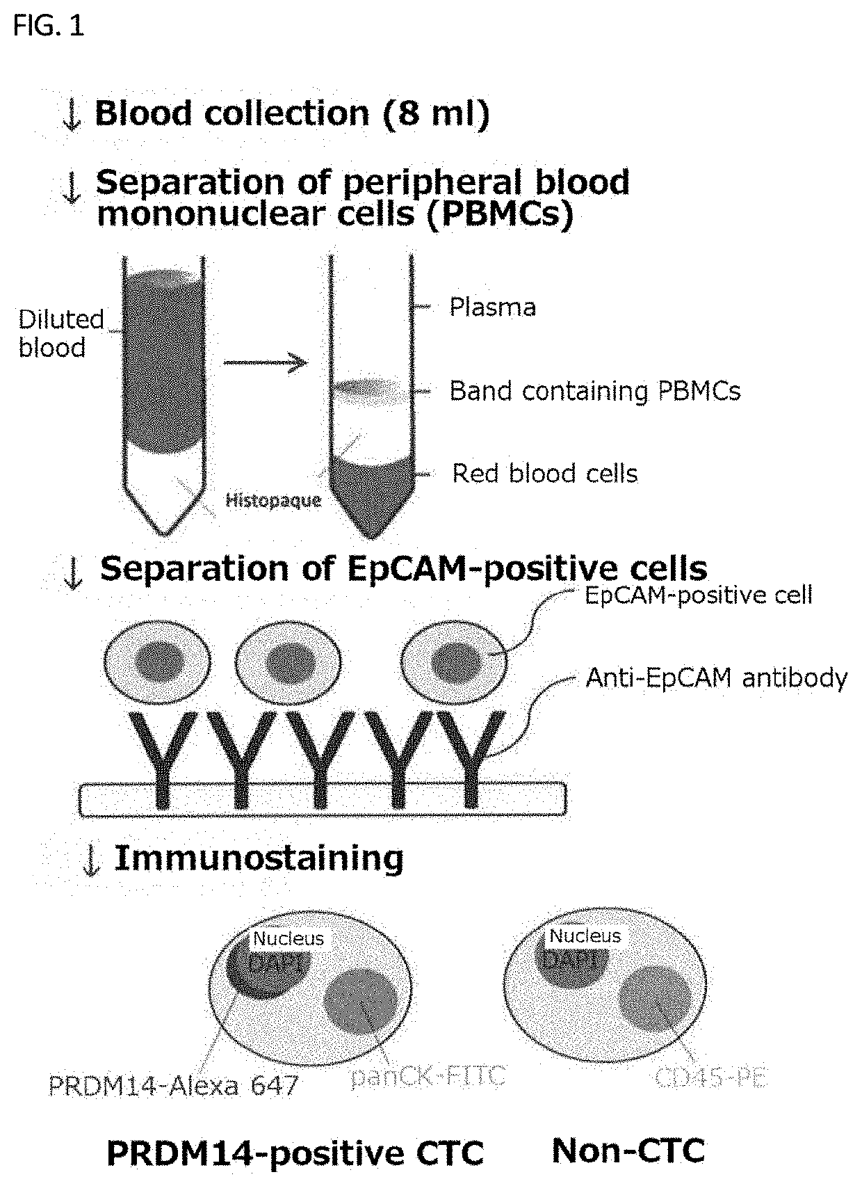 Method for confirming prdm14 expression