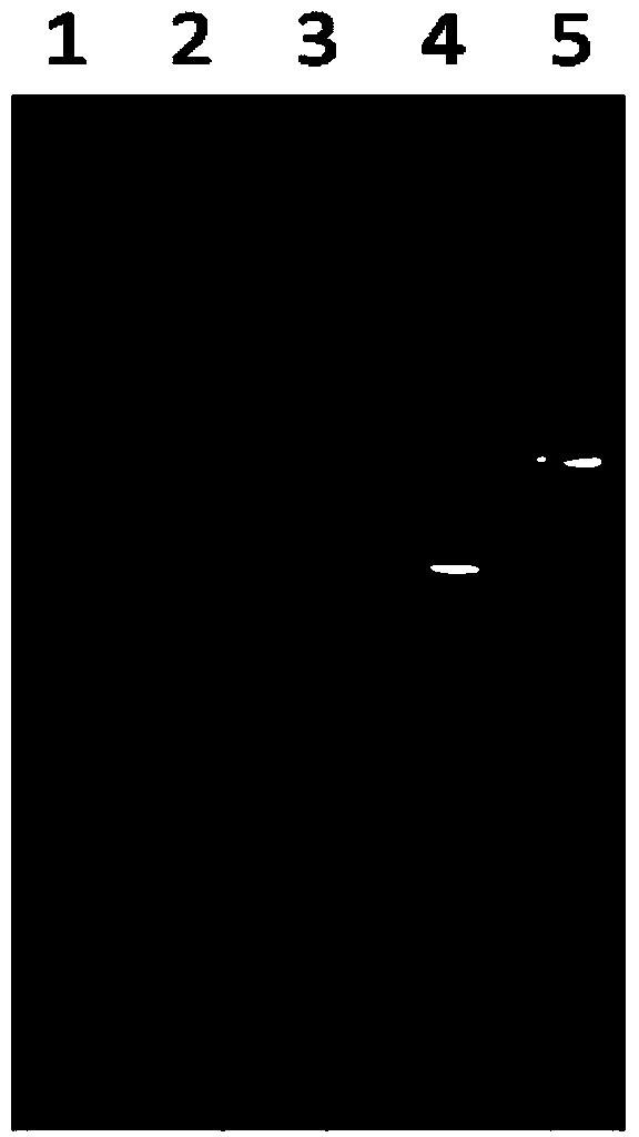 Method for eliminating mycoplasma contamination of PCV2 (Porcine Circovirus Virus 2)