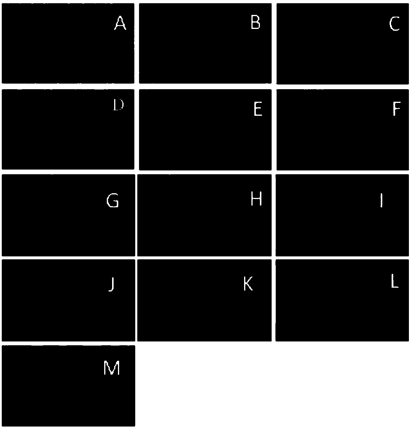 Method for eliminating mycoplasma contamination of PCV2 (Porcine Circovirus Virus 2)