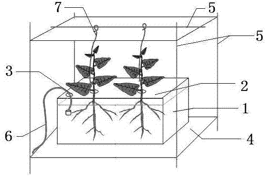 Water planting method for cotton