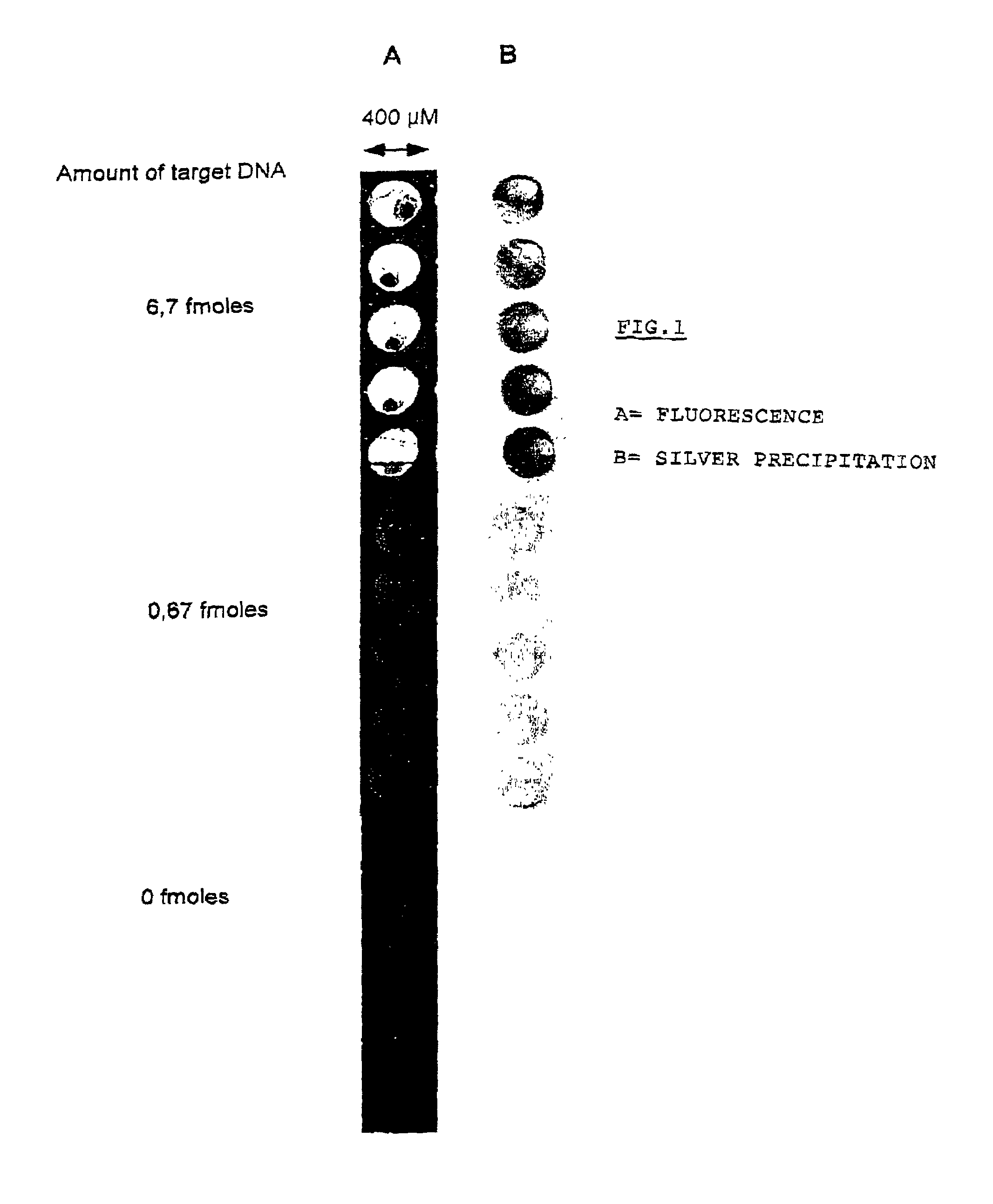 Method for the identification and/or the quantification of a target compound obtained from a biological sample upon chips