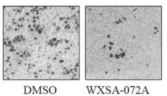 RBP2 enzyme inhibitor small molecular compound WXSA-072A as well as preparation method and anti-gastric cancer application thereof