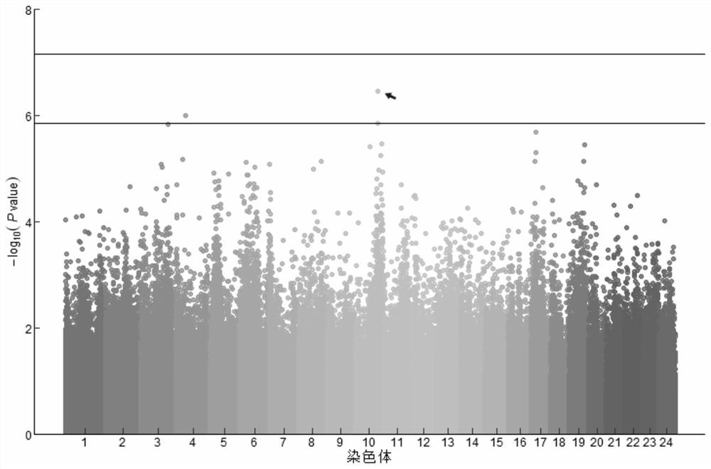 SNP molecular marker related to hypoxia resistance trait of Trachinotus ovatus and application of SNP molecular marker