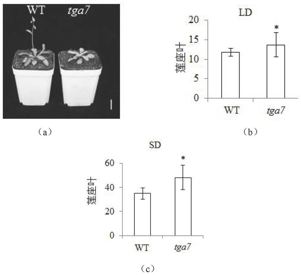 Application of TGA7 gene in regulation and control of flowering period of plant