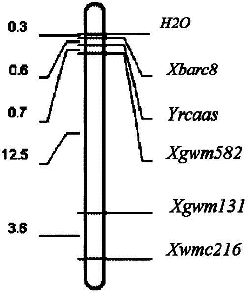 Method for assisted selection of wheat variety with stripe rust resistance and special PCR reagent used therein