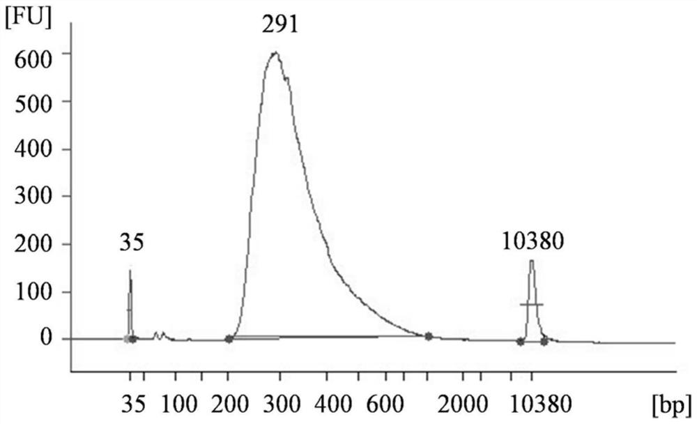 Peach aphid odorant binding protein and application thereof