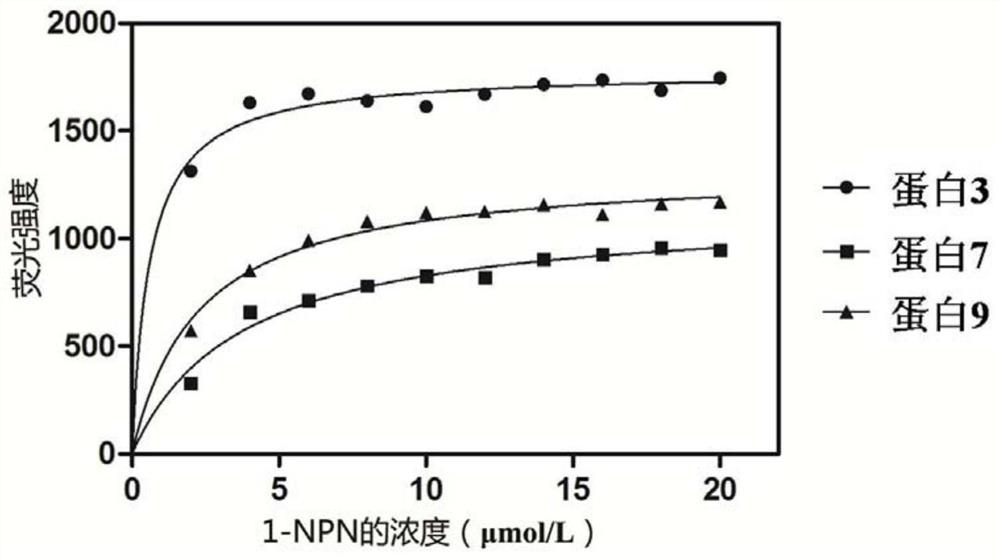 Peach aphid odorant binding protein and application thereof