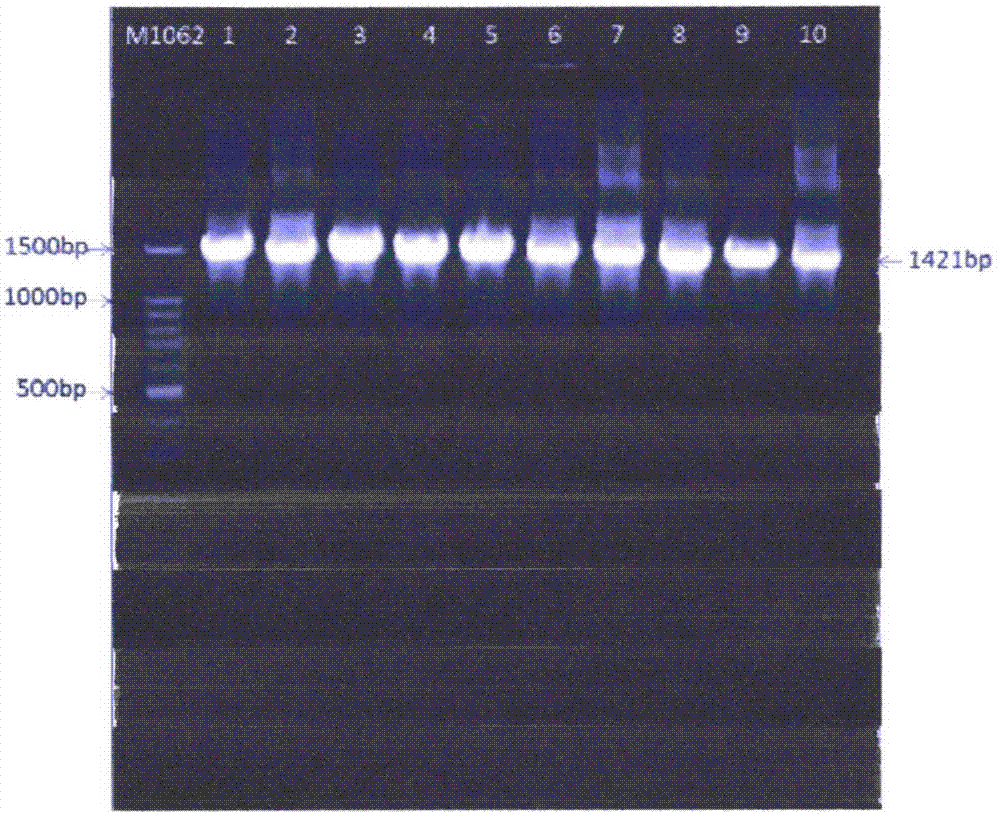 Bacillus velezensis and its application in plants