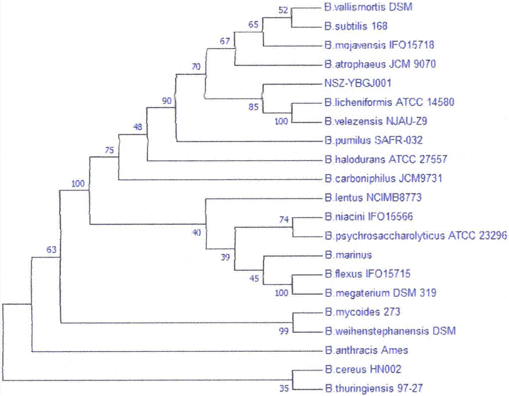 Bacillus velezensis and its application in plants