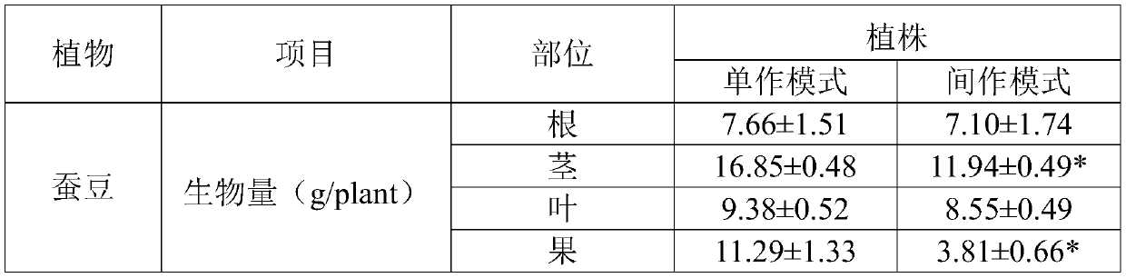 Method for repairing cadmium-polluted rice field by intercropping sedum alfredii and broad beans