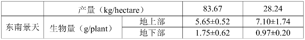 Method for repairing cadmium-polluted rice field by intercropping sedum alfredii and broad beans