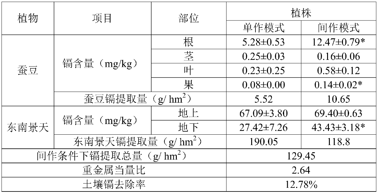 Method for repairing cadmium-polluted rice field by intercropping sedum alfredii and broad beans