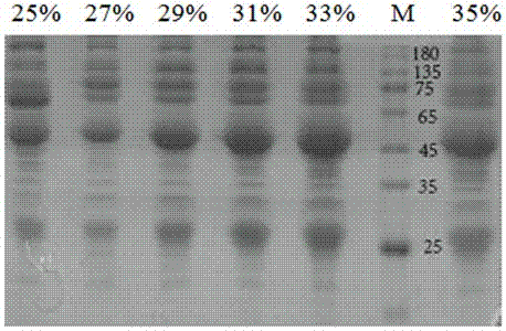 Canine parvovirus resistant refined antibody and preparation method thereof