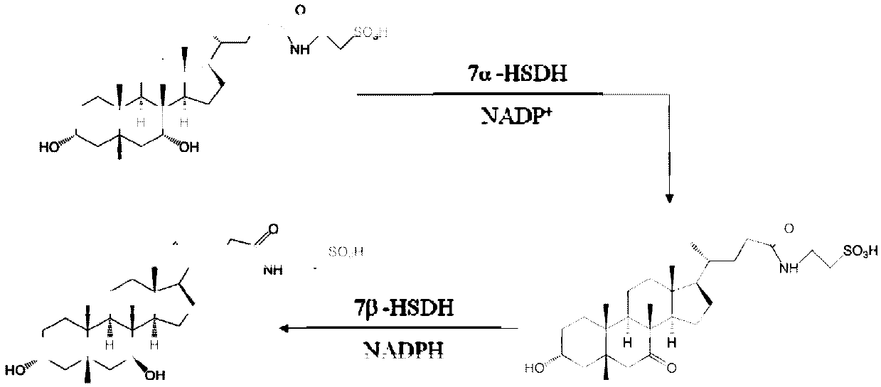 7 alpha-hydroxysteroid dehydrogenase as well as coding gene and application thereof