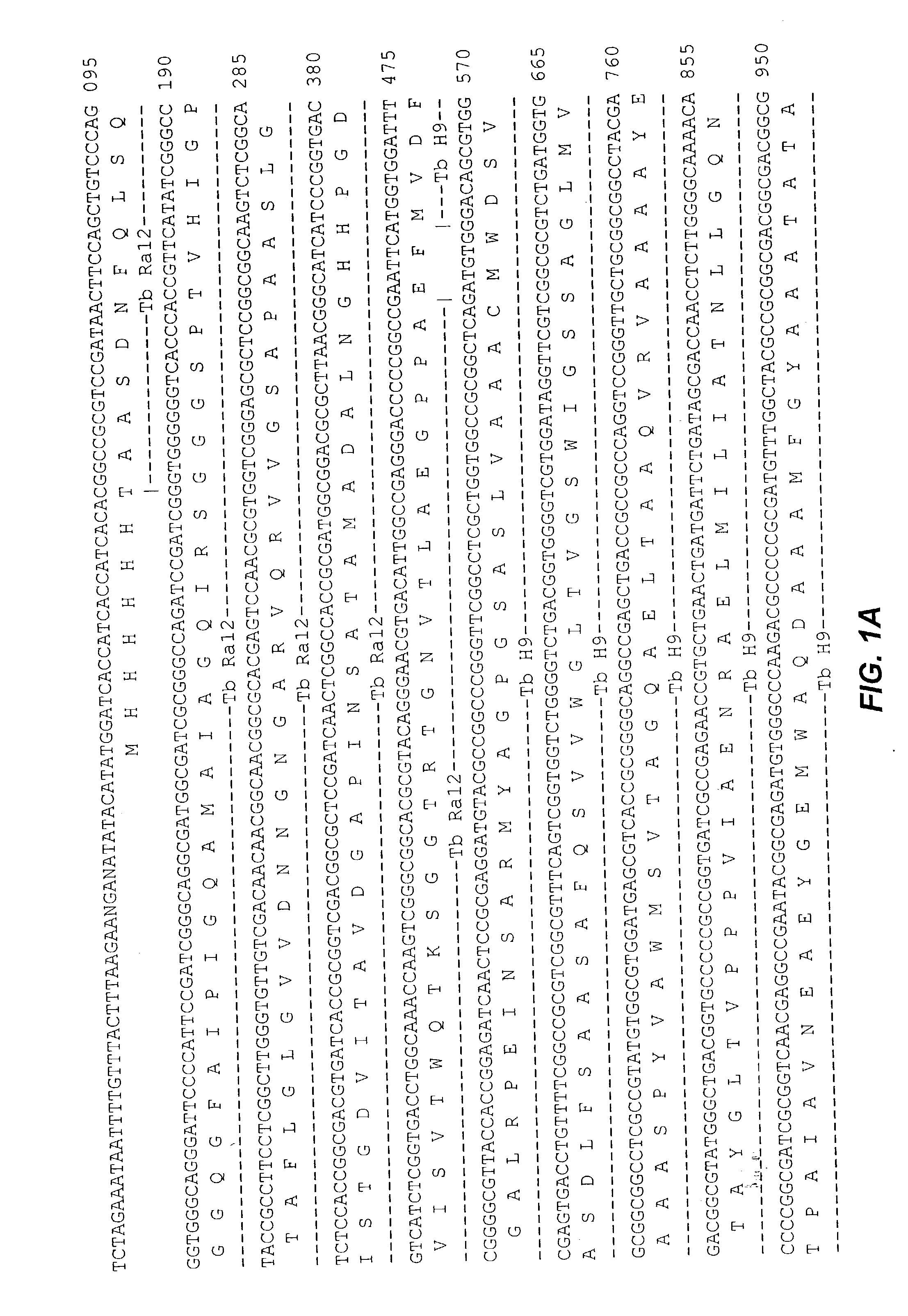 Fusion proteins of mycobacterium tuberculosis antigens and their uses