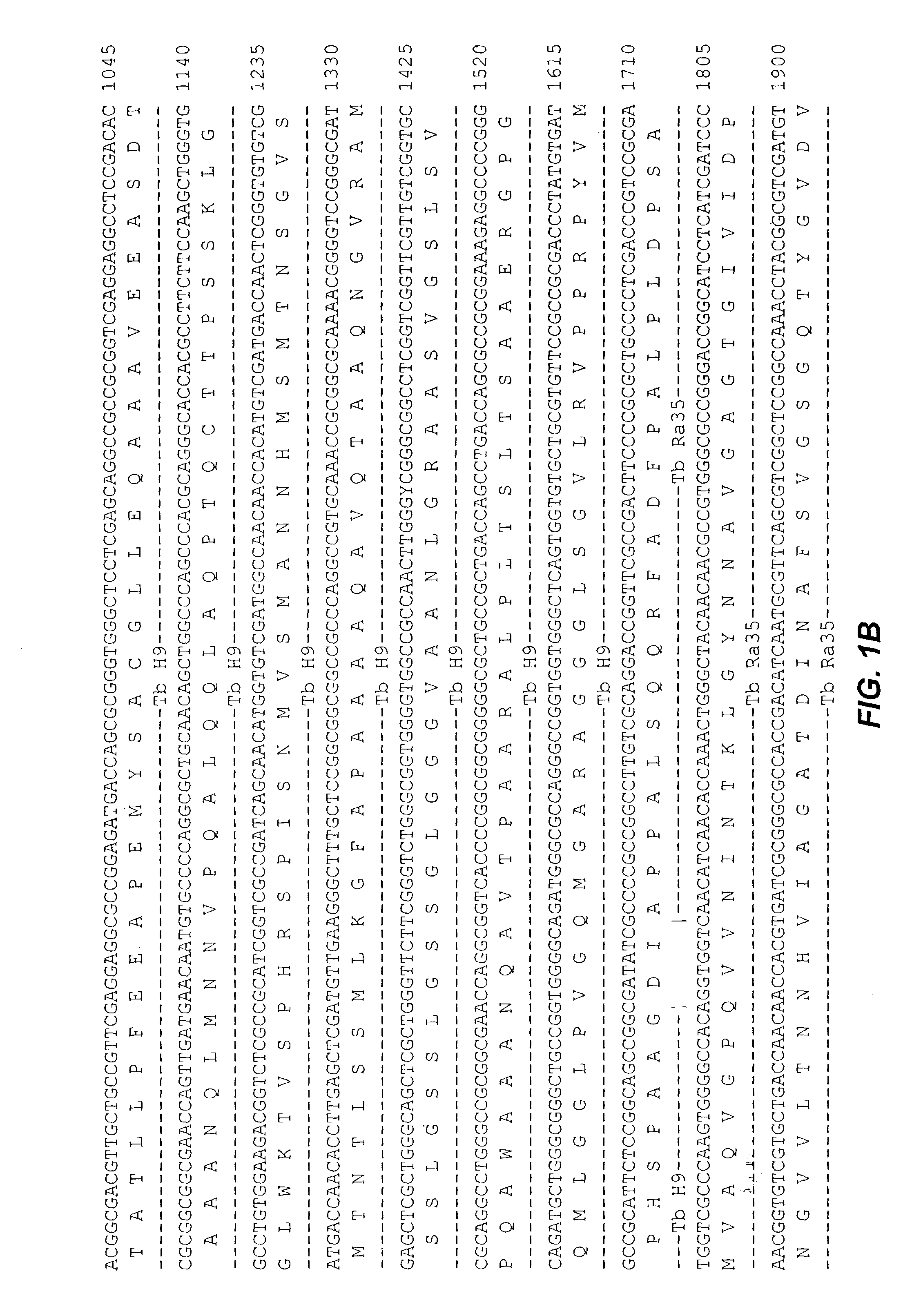 Fusion proteins of mycobacterium tuberculosis antigens and their uses