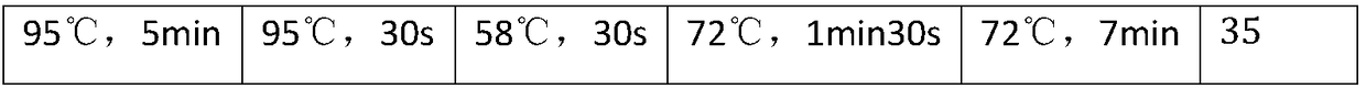 Specific fragment for nitrate-assimilation bacillus megatherium and application thereof