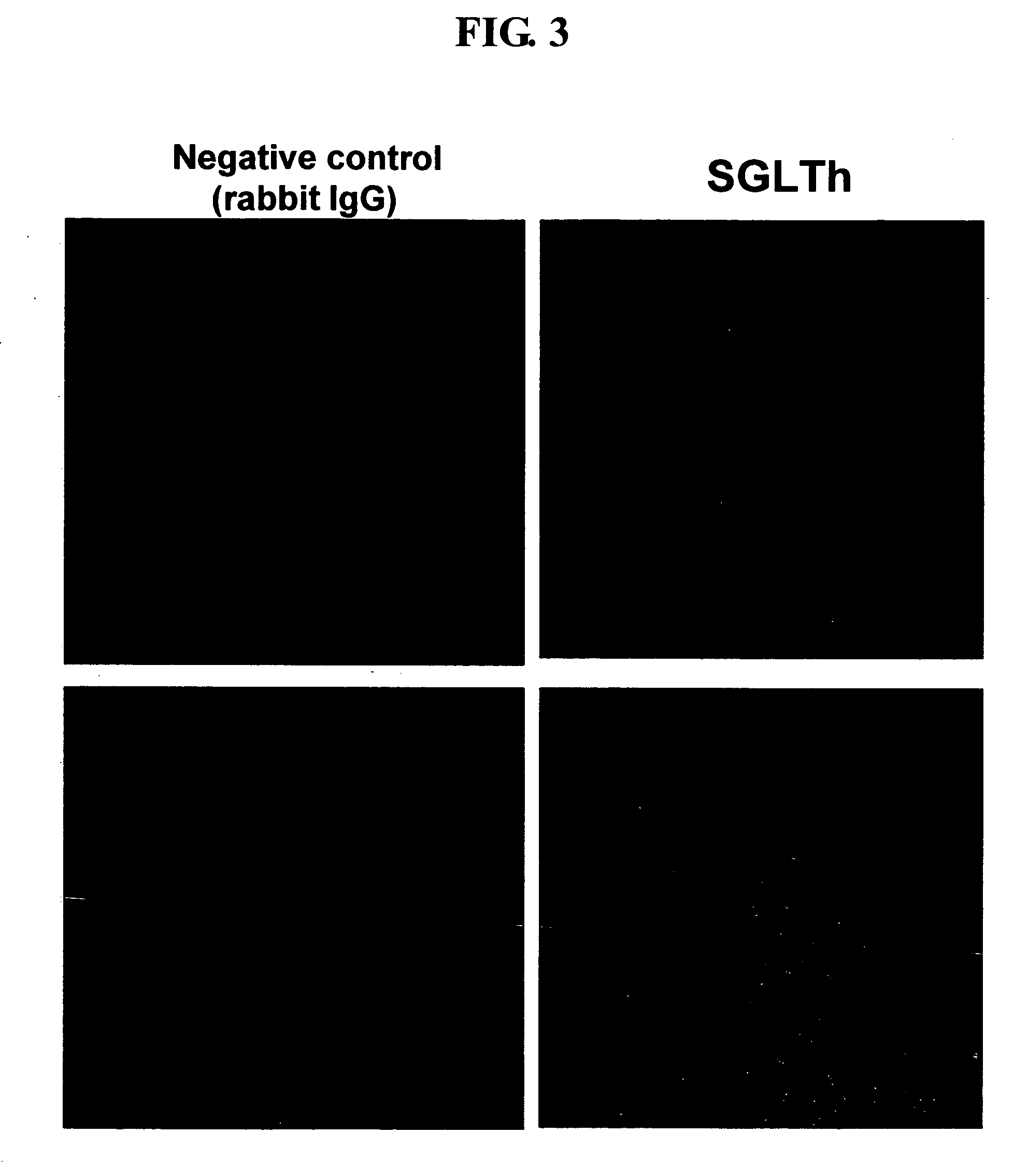 Use of sglt homolog