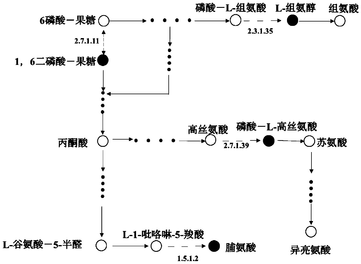 A kind of engineering strain of ketoglobulina and its preparation method and application