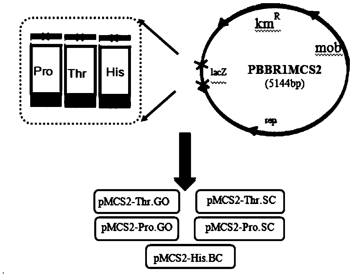 A kind of engineering strain of ketoglobulina and its preparation method and application