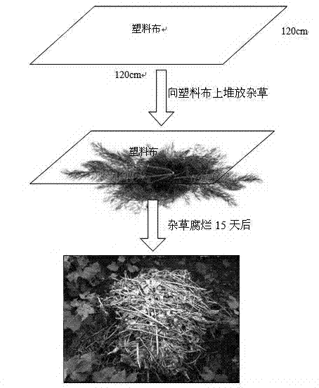 Method for collecting rove beetles through weed piling