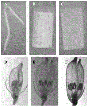 Identification and application of a plant anther-specific expression promoter