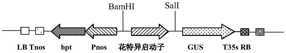 Identification and application of a plant anther-specific expression promoter