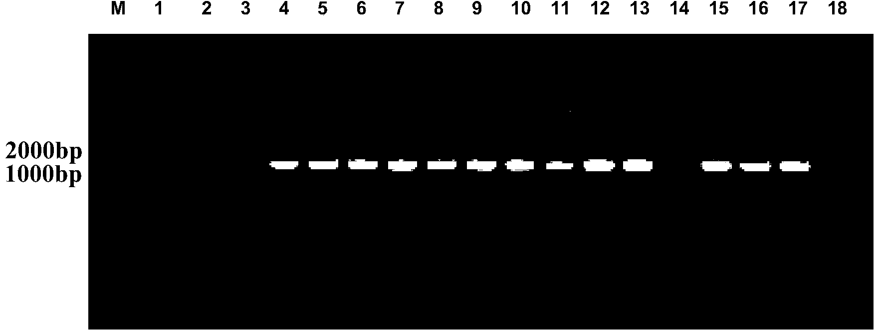 Antimicrobial peptide MP1106, preparation method and application thereof