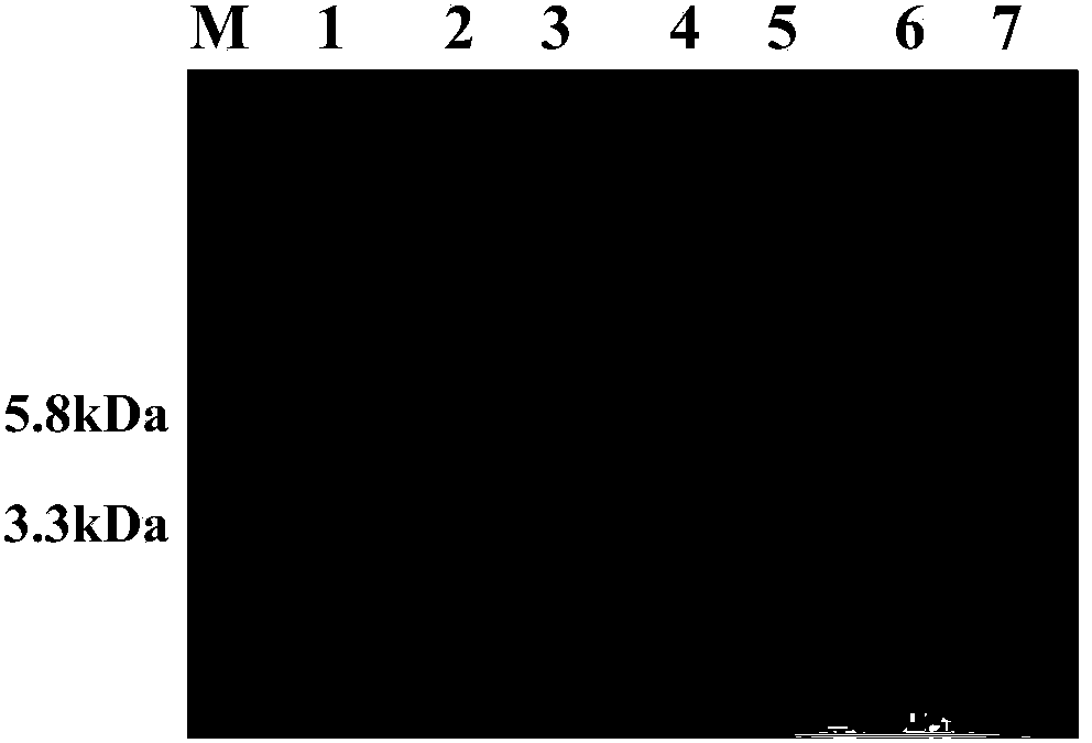 Antimicrobial peptide MP1106, preparation method and application thereof