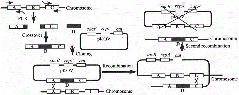 Escherichia coli for detecting mercury