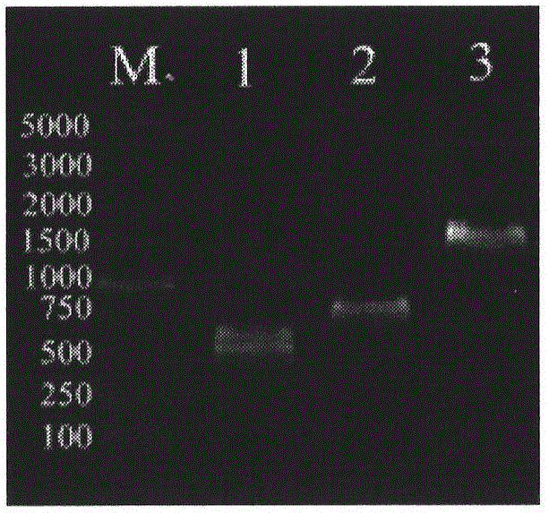 Escherichia coli for detecting mercury