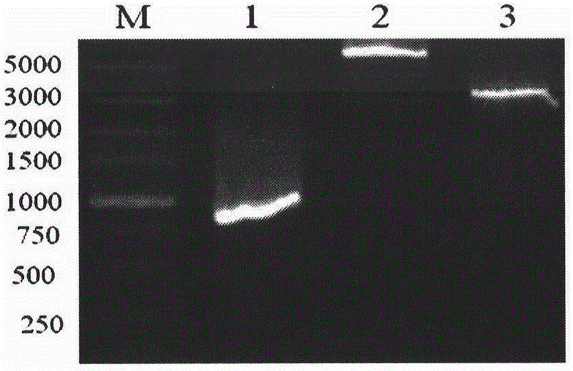 Escherichia coli for detecting mercury