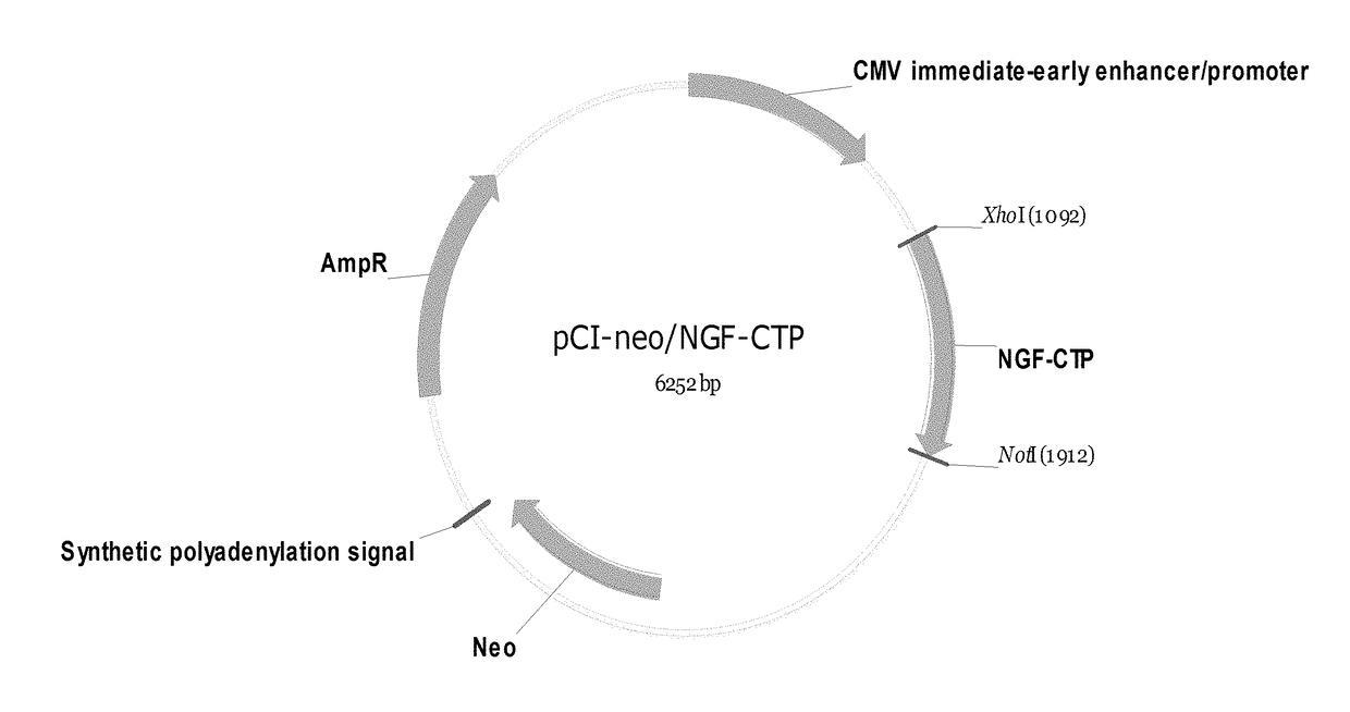 Compositions and methods for recombinant nerve growth factor