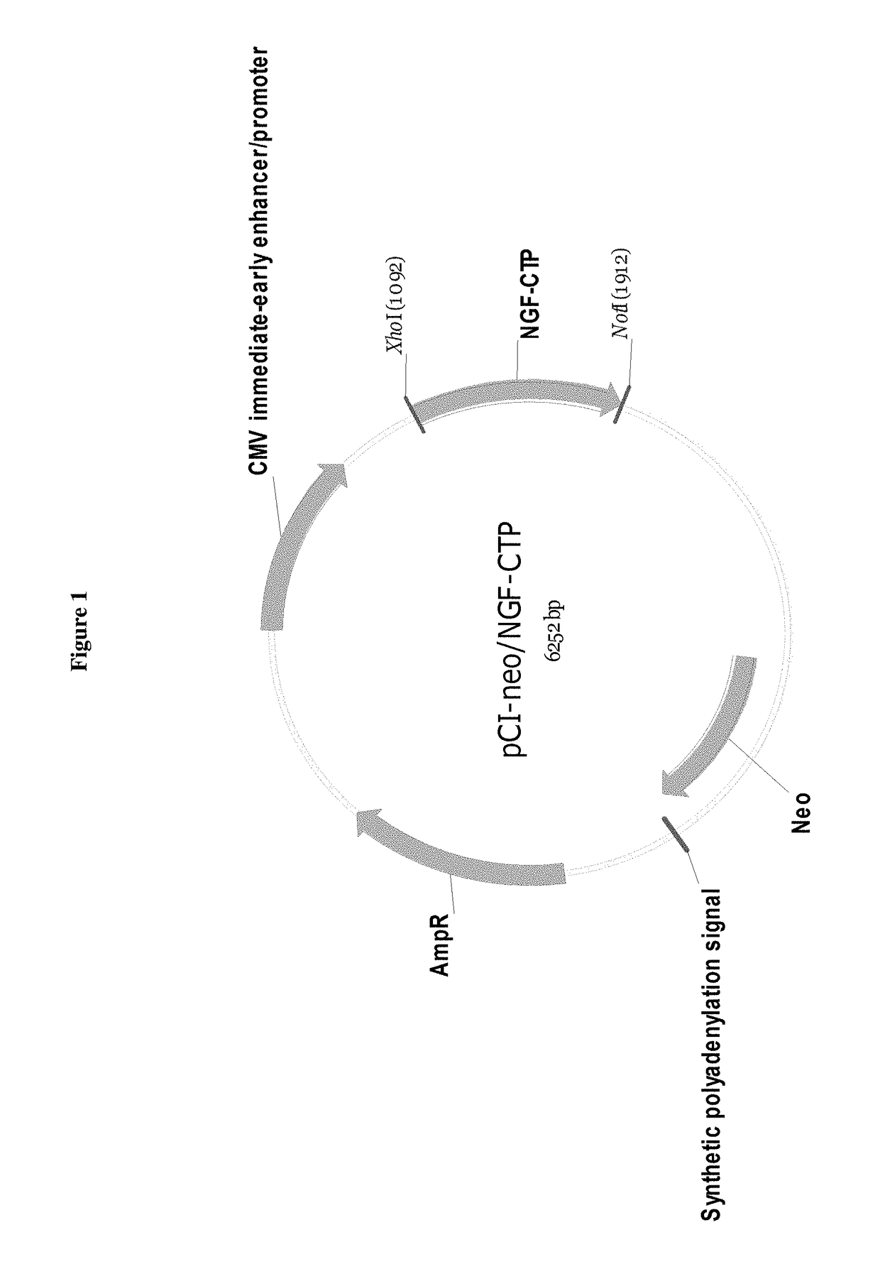 Compositions and methods for recombinant nerve growth factor