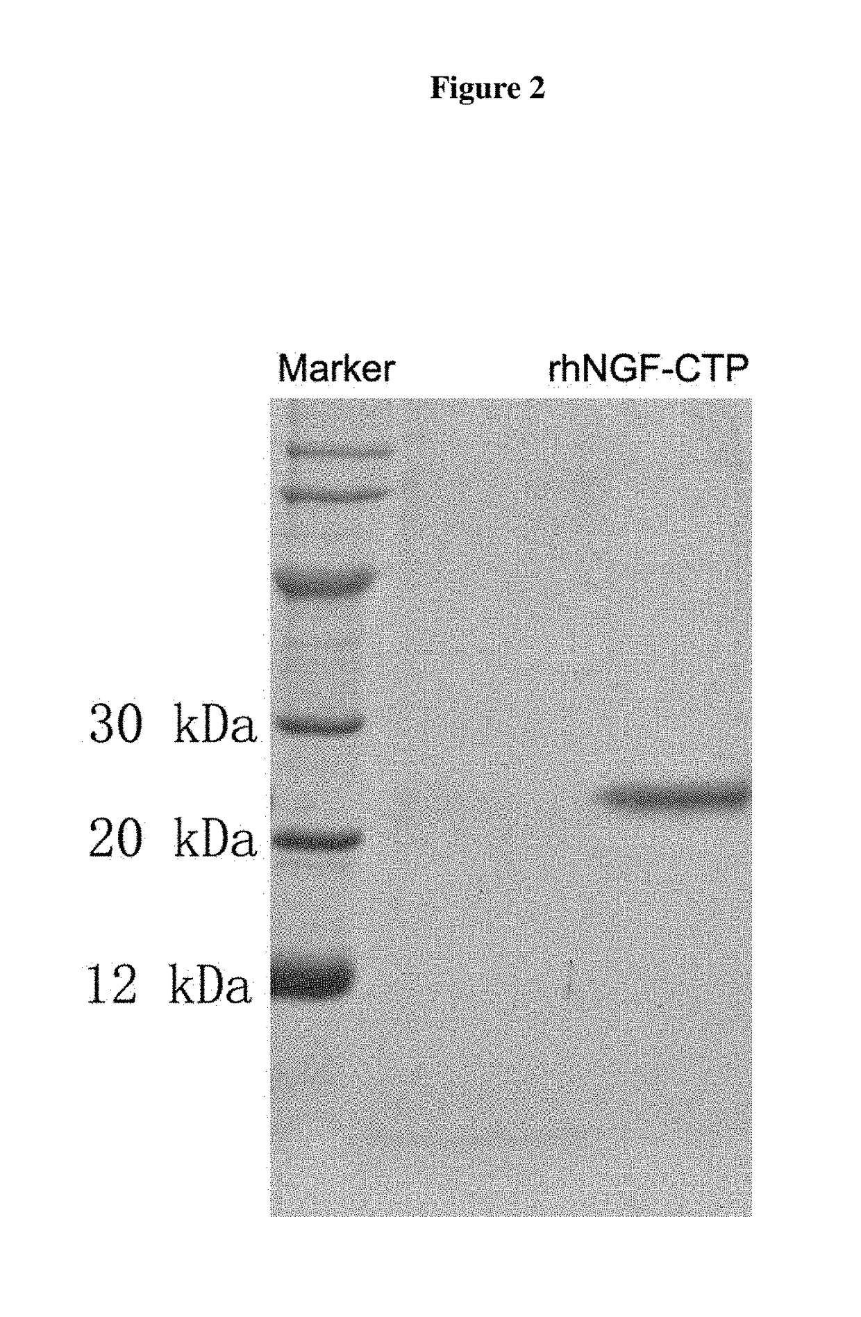 Compositions and methods for recombinant nerve growth factor