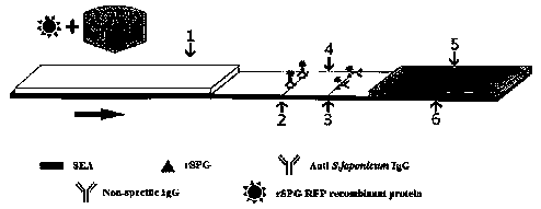 Schistosoma japonicum katsurada antibody detection kit with detection protein having red fluorescence activity