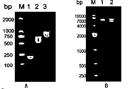 Schistosoma japonicum katsurada antibody detection kit with detection protein having red fluorescence activity