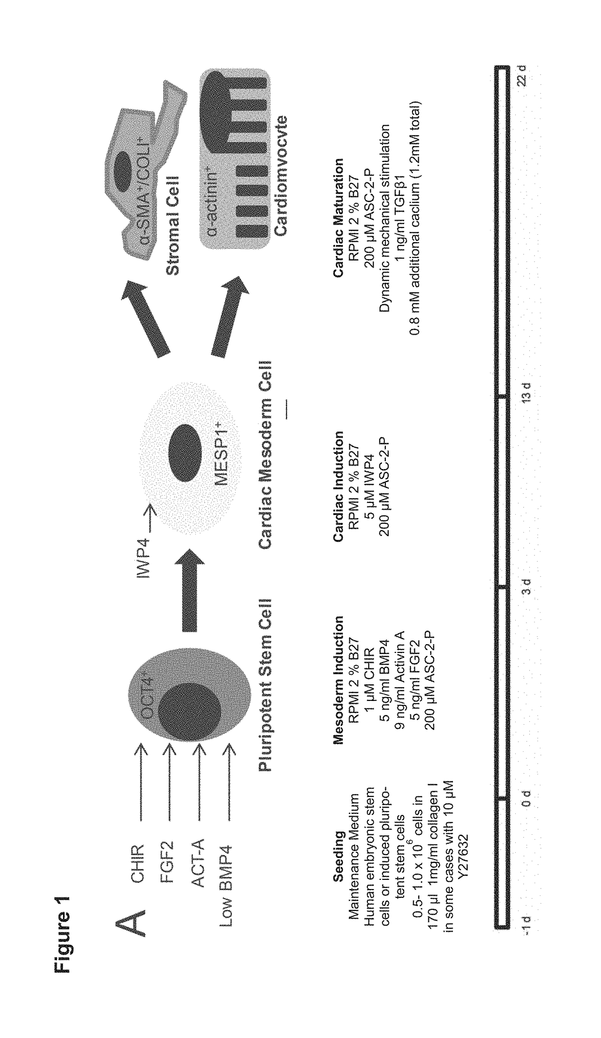 Method to direct differentiation of pluripotent stem cells into functional heart muscle