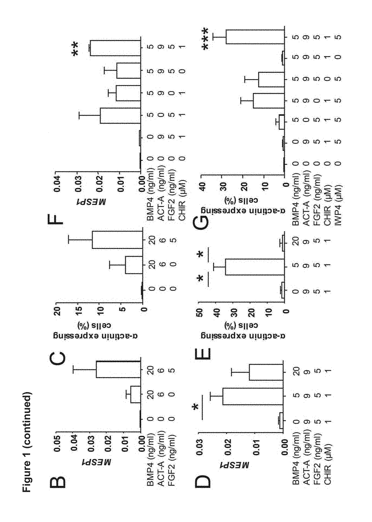 Method to direct differentiation of pluripotent stem cells into functional heart muscle